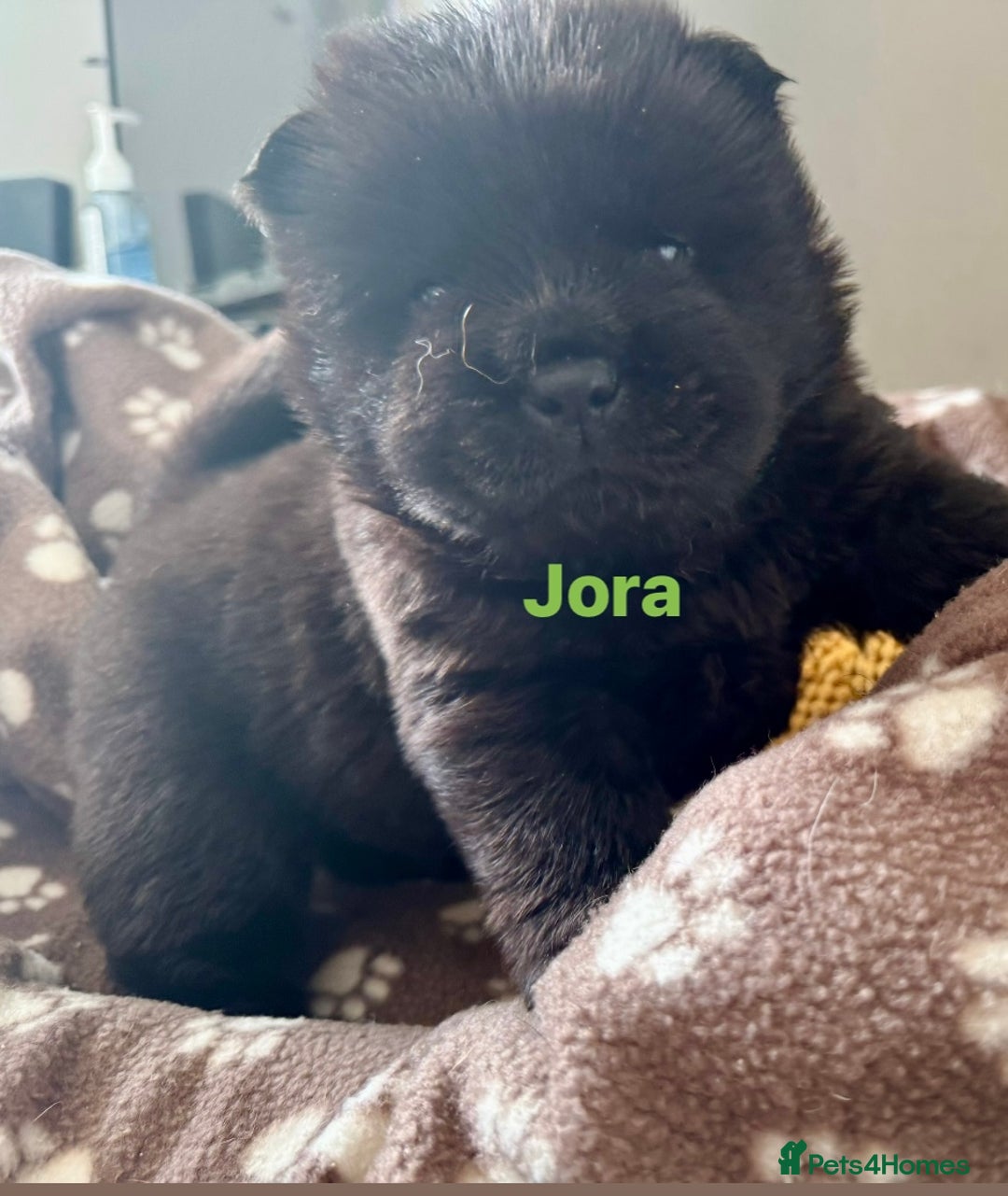 Chow Chow dogs for sale: Wyvernwest - Puppies have arrived  - Advert 12