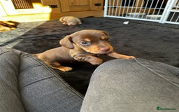 Miniature Dachshund dogs for sale: Chocolate & Tan Miniature Daschund Boy - Image 3