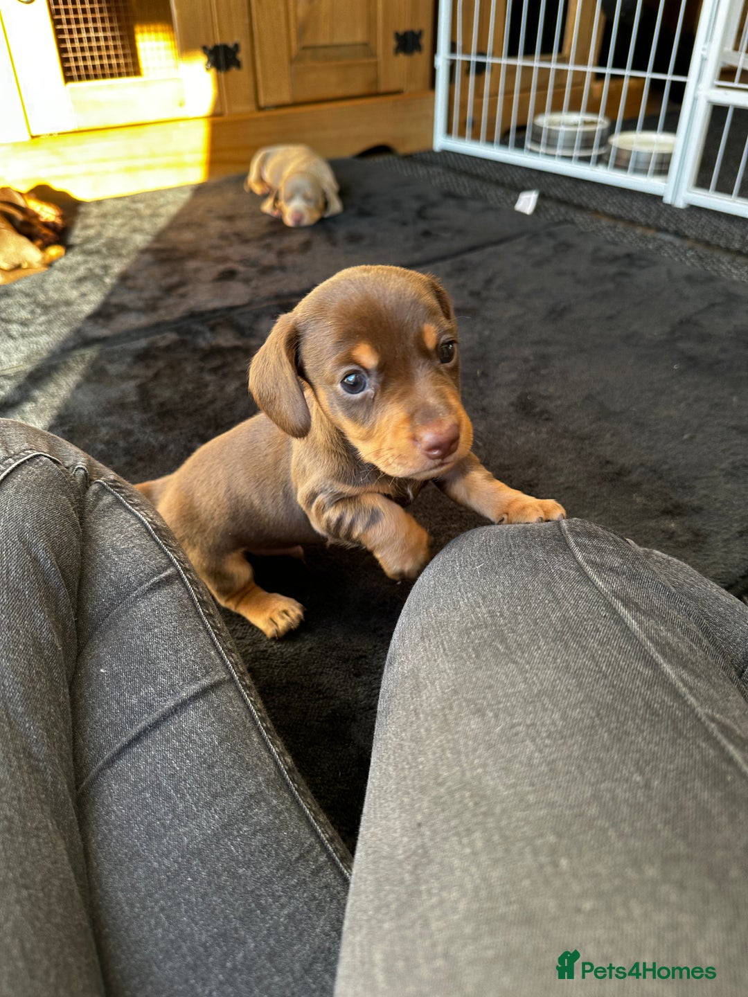 Miniature Dachshund dogs for sale: Chocolate & Tan Miniature Daschund Boy - Image 3