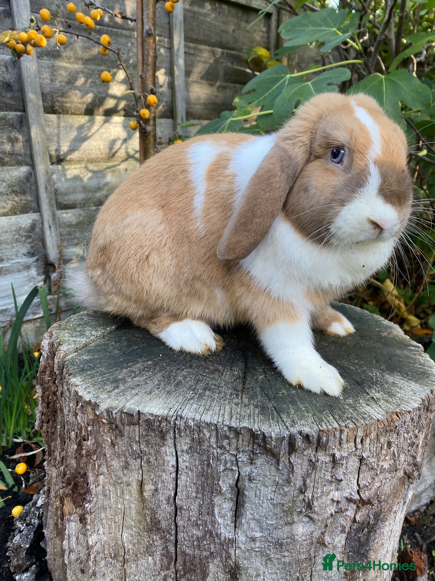 Mini Lop rabbits Gorgeous Friendly Mini Lop Bunny - Advert 17