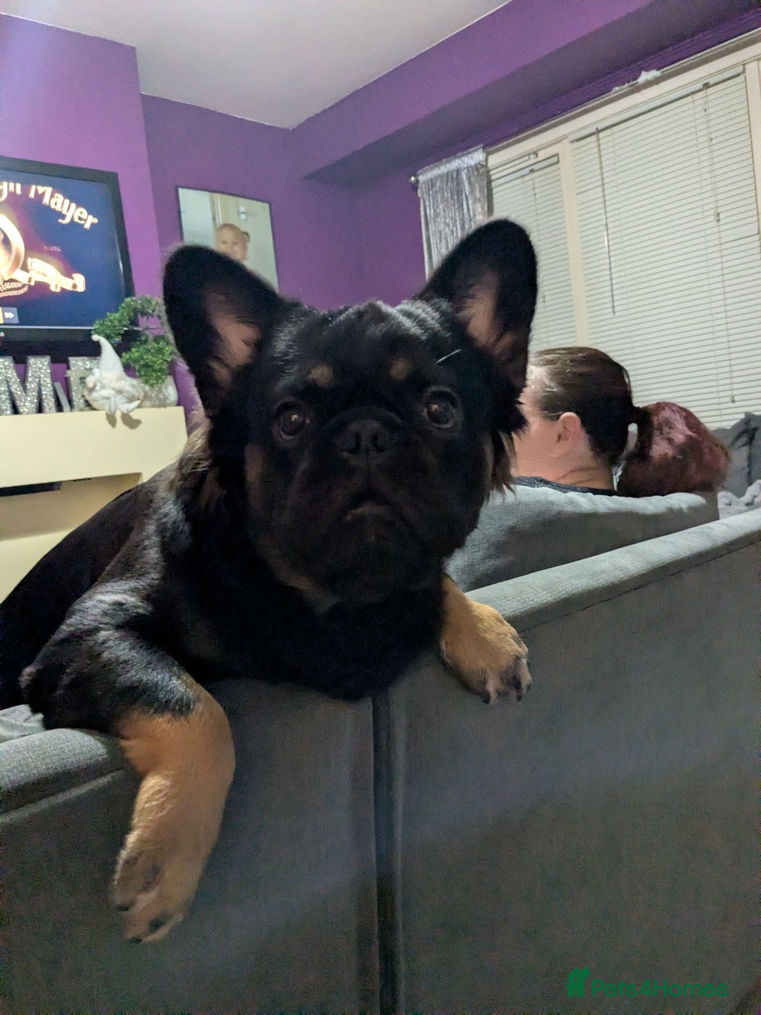 French Bulldog dogs Boy for stud - Advert 1