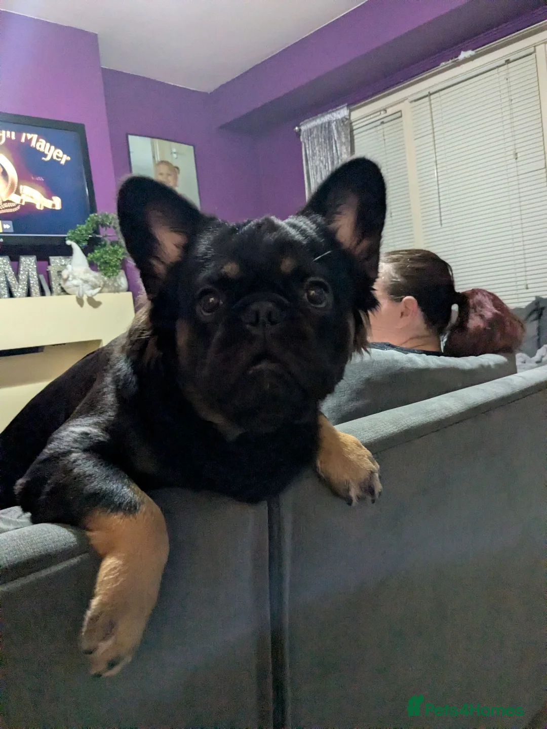 French Bulldog dogs for stud: Boy for stud - Advert 1