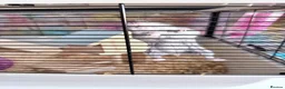 Hamster rodents for sale: Dwarf Hamster  in Wigan - Advert 5