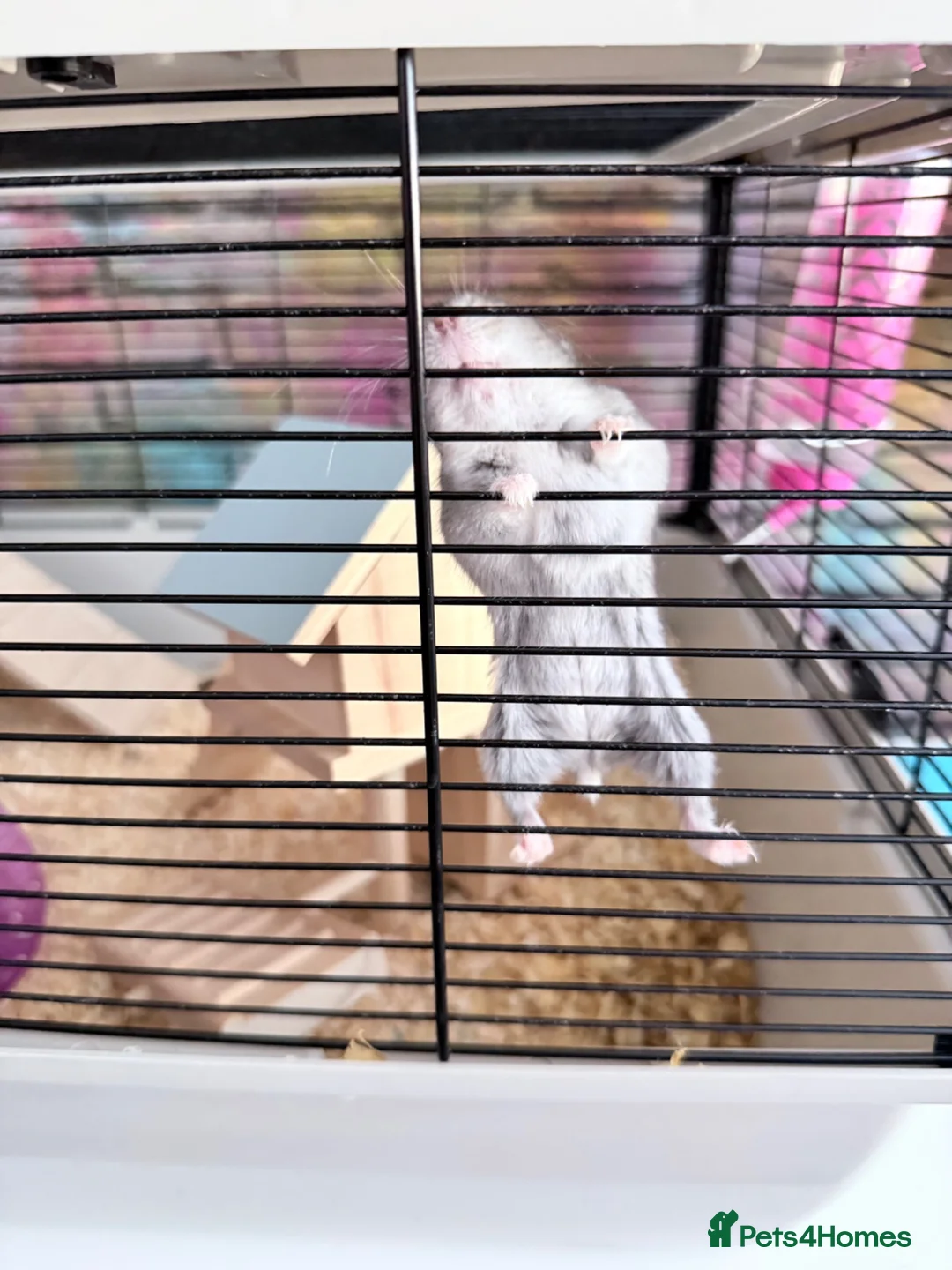 Hamster rodents for sale: Dwarf Hamster  in Wigan - Advert 5
