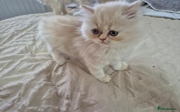 Persian cats for sale: Adorable Female Chinchilla Persian - ready now - Image 17