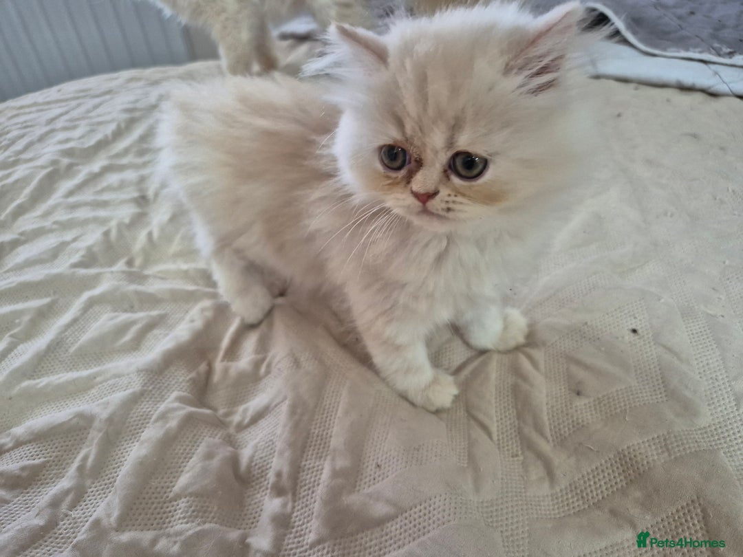 Persian cats for sale: Adorable Female Chinchilla Persian - ready now - Image 17