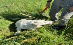 Mixed Breed dogs for adoption: Meet HANNAHH - a Lovely Girl for a Loving Home - Advert 5