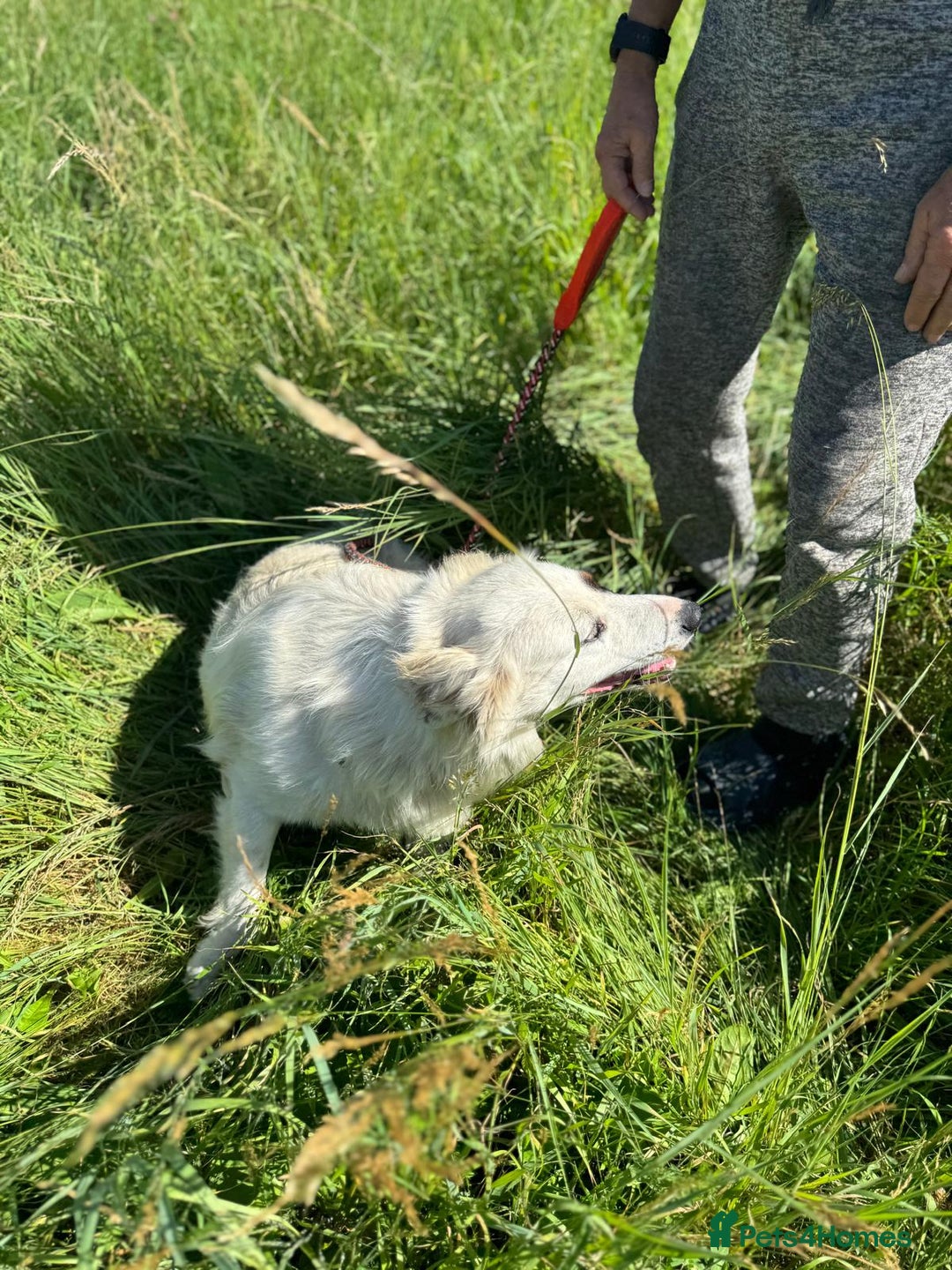 Mixed Breed dogs for adoption: Meet HANNAHH - a Lovely Girl for a Loving Home - Advert 5