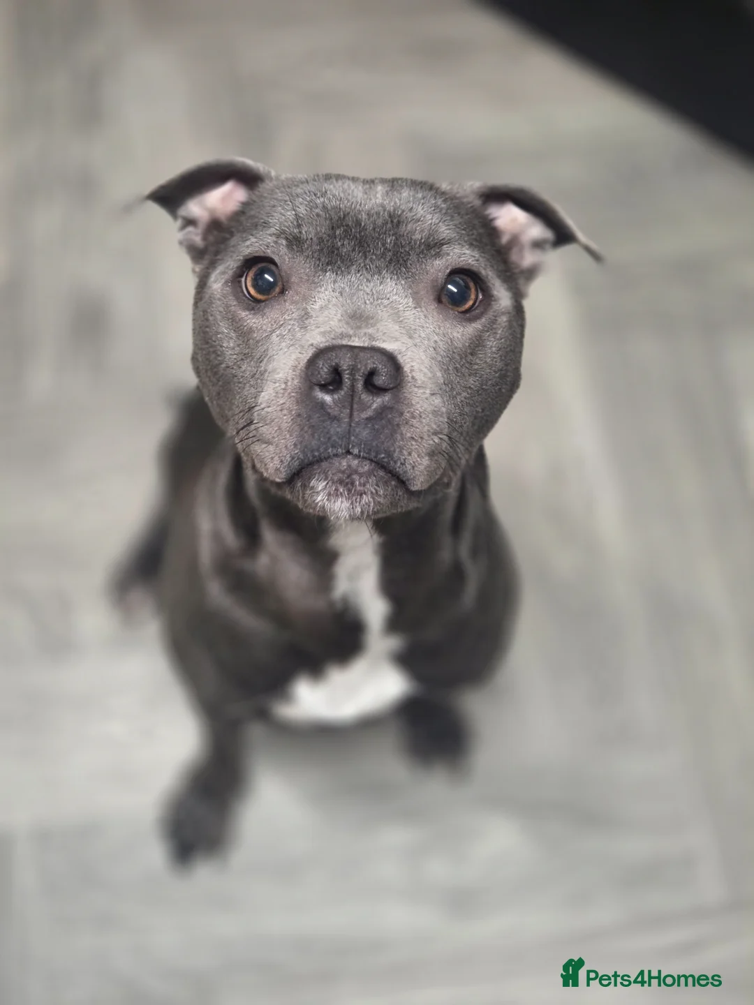 Staffordshire Bull Terrier dogs for sale: Royal regiment blue female staffie 💫 - Advert 4