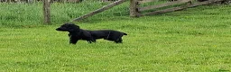 Cocker Spaniel dogs for sale: 14 week old Working Cocker Spaniel Male - Advert 7
