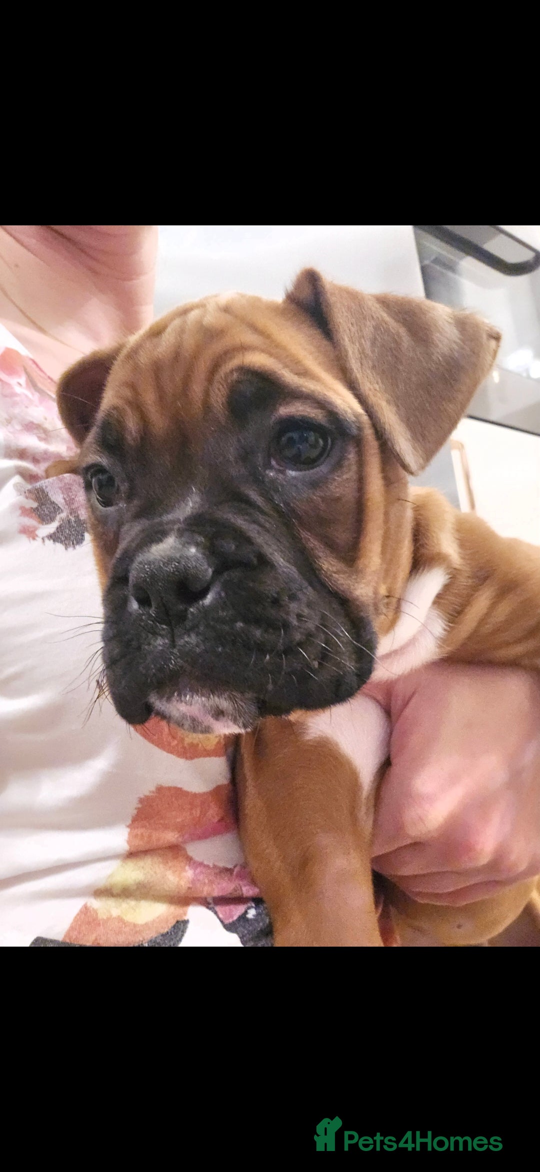 Boxer dogs for sale: Stunning male boxer puppies  - Image 11
