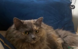 Ragdoll cats for sale: Ragdoll for sale  - Image 2
