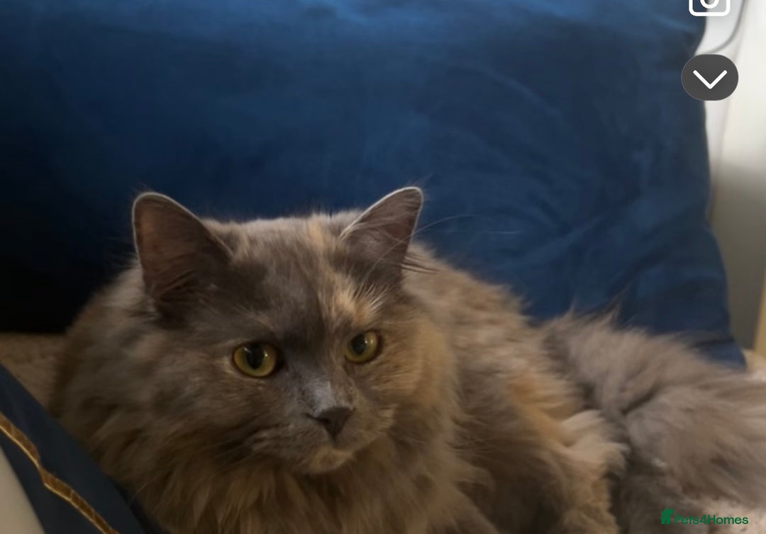 Ragdoll cats for sale: Ragdoll for sale  - Image 2