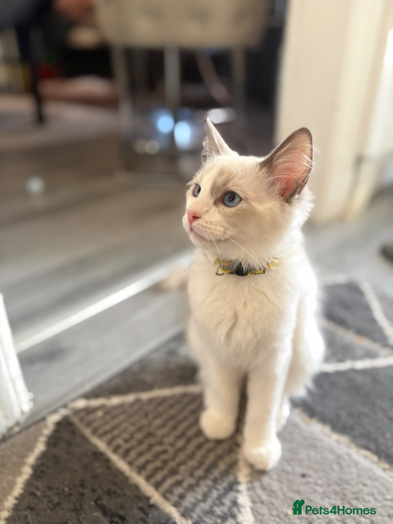 Ragdoll cats Adorable White Ragdoll Male - Advert 2