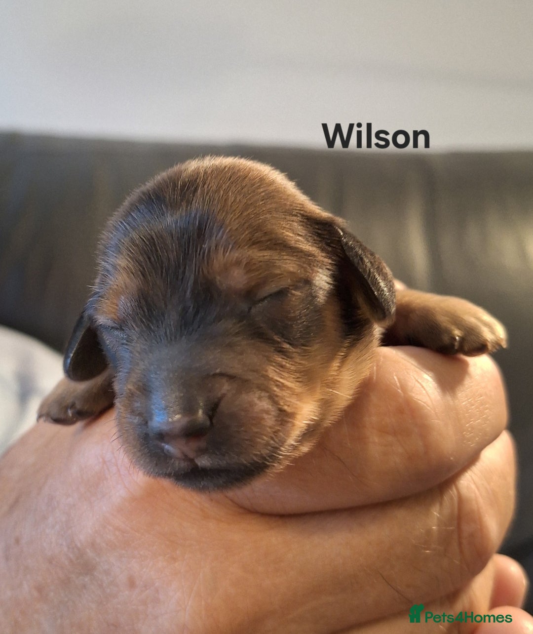 Miniature Dachshund dogs for sale: Longhaired Minature Dauchounds - Image 14