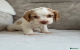 Cocker Spaniel dogs for sale: Stunning cocker spaniel puppies  - Image 11