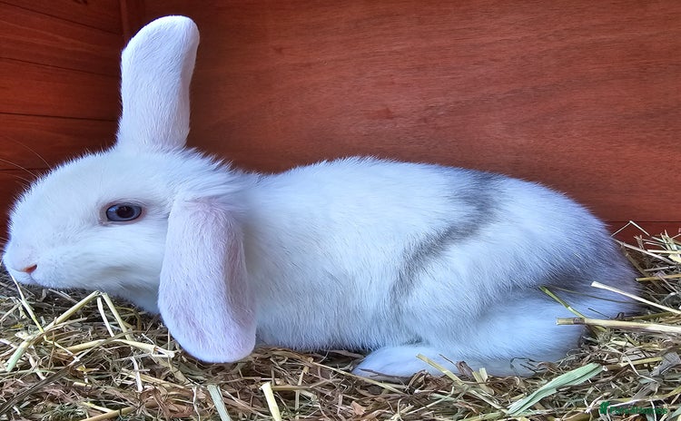Mini Lop rabbits - Advert 14