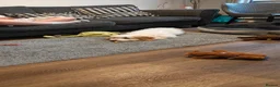 Cockapoo dogs for sale: Cockapoo for rehoming  in Chinnor - Advert 4