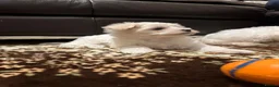 Maltese dogs for sale: My little girl - Advert 6