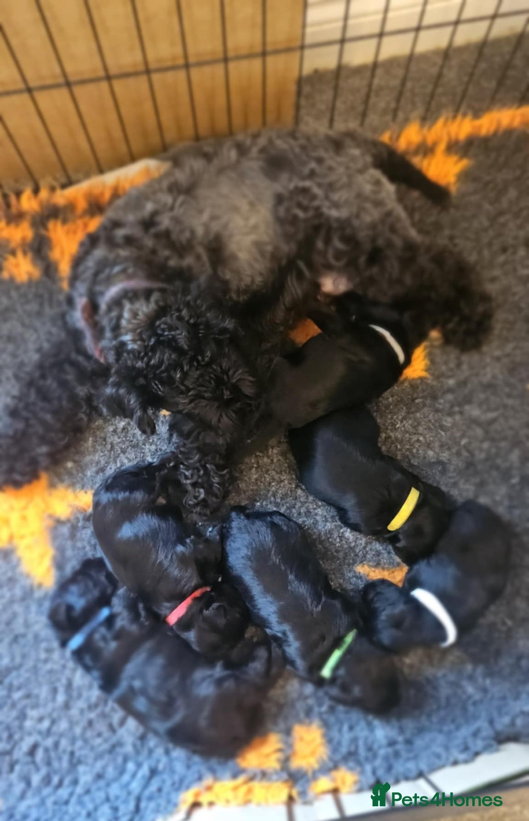 Miniature Schnauzer dogs for sale: Miniature Schnauzer puppies - Image 12