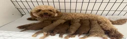 Cavapoo dogs for sale: Stunning F1BB Toy cavapoo - Advert 4