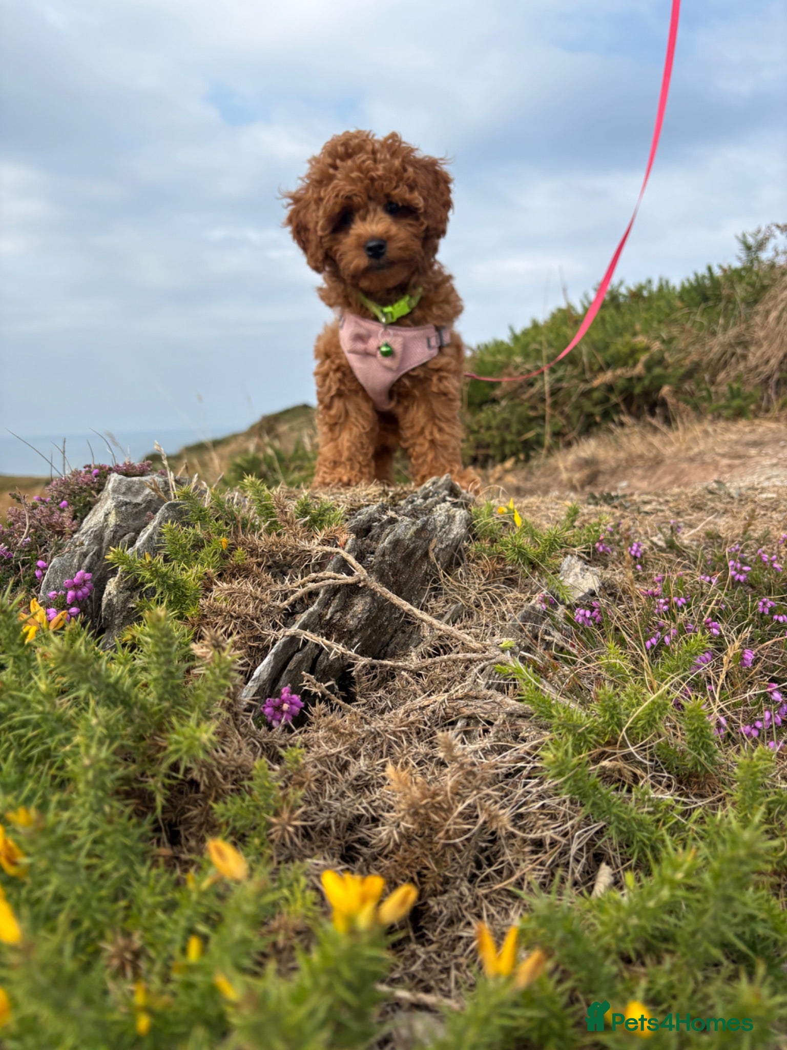 Cockapoo dogs Last girl available, ready for her forever home! - Advert 1