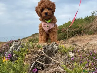 Cockapoo dogs Last girl available, ready for her forever home! - Advert 1