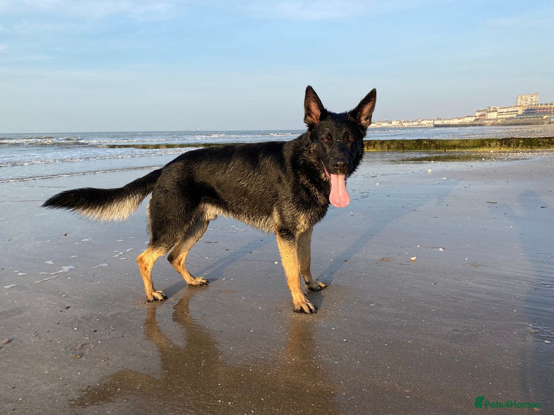 German Shepherd dogs for sale: ACE, beautiful 2 year old german shepherd  - Image 6