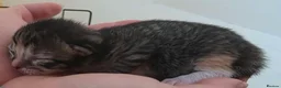 Mixed Breed cats for sale: 5 beautiful kittens for sale - Advert 3