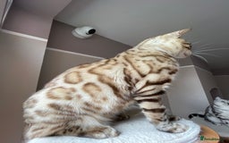 Bengal cats for sale: Beautiful Bengal boy - Image 5