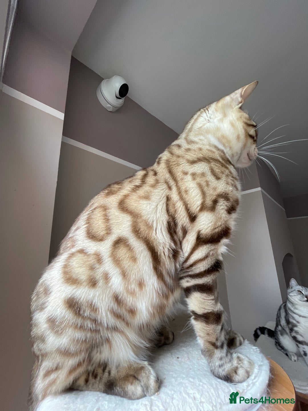 Bengal cats for sale: Beautiful Bengal boy - Image 5