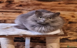Mixed Breed cats for sale: Ragdoll x kittens for sale - Image 14