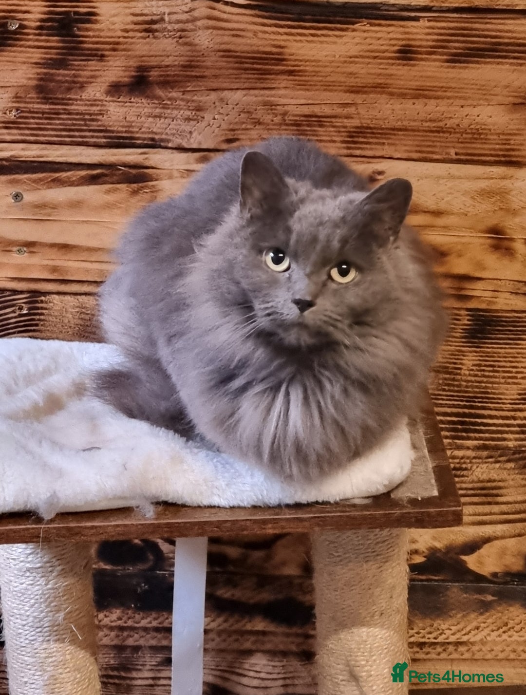 Mixed Breed cats for sale: Ragdoll x kittens for sale - Image 14