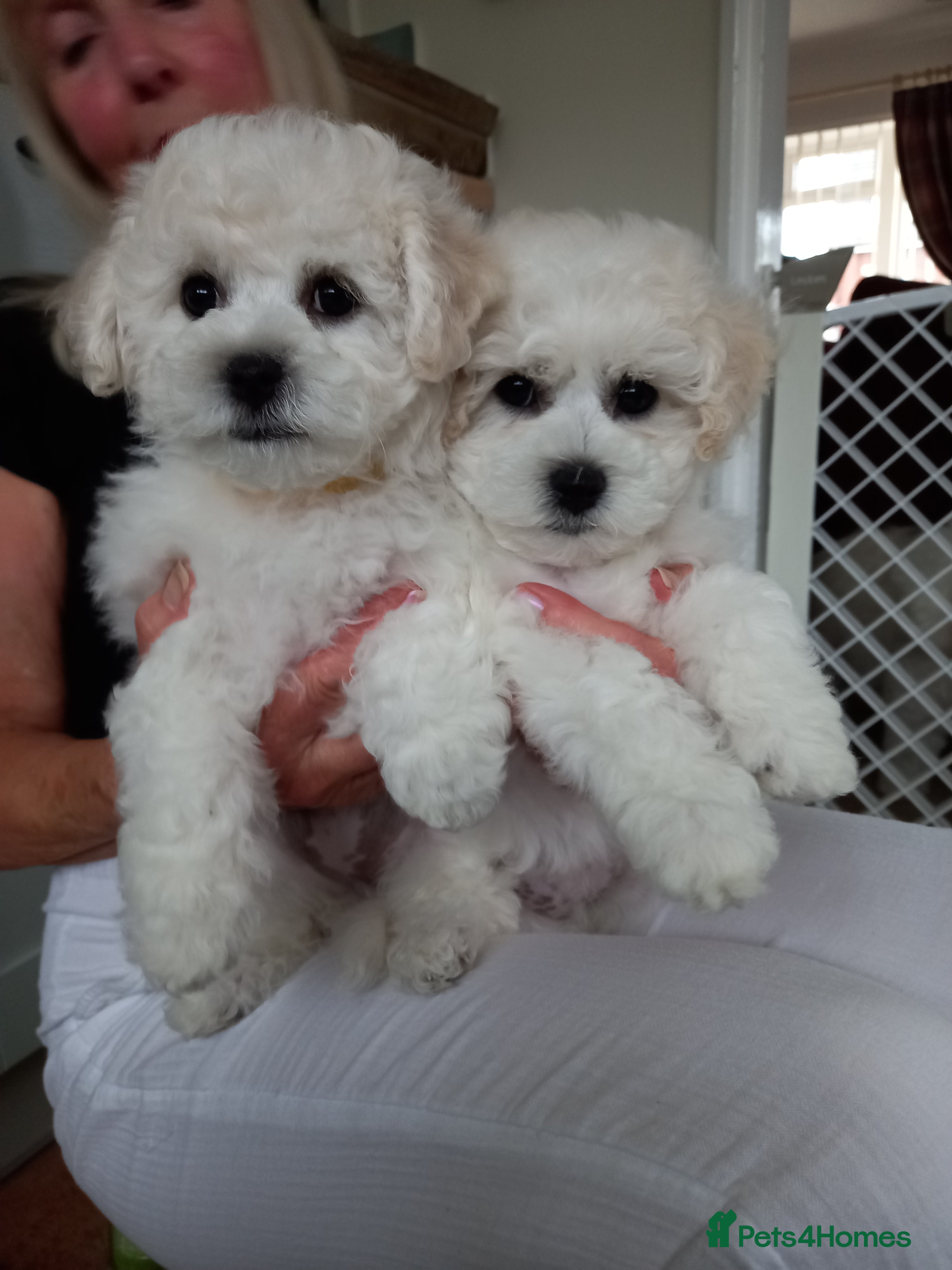 Bichon Frise dogs Bichon Frise puppies - Advert 1