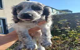 Cockapoo dogs for sale: Gorgeous cockapoo puppies F1B - Image 17