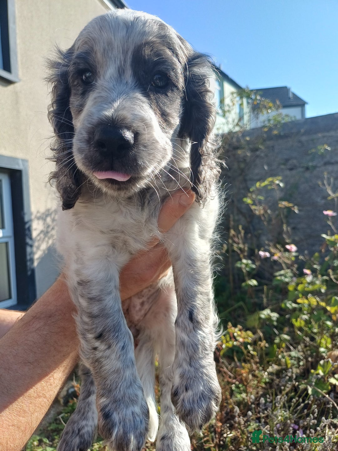 Cockapoo dogs for sale: Gorgeous cockapoo puppies F1B - Image 17