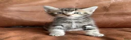 Maine Coon cats for sale: 1/2 Maine Coon Fluffy Tabby Kittens!  - Advert 6