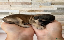 Cockapoo dogs for sale: Beautiful F1 Cockapoo Puppies  - Image 5