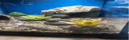Lizard reptiles for sale: 5 healthy baby dwarf sungazer lizards in Crewe - Advert 4