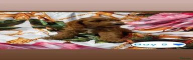 Cockapoo 5