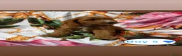 Cockapoo dogs for sale: Cockapoo puppies for sale  - Advert 4