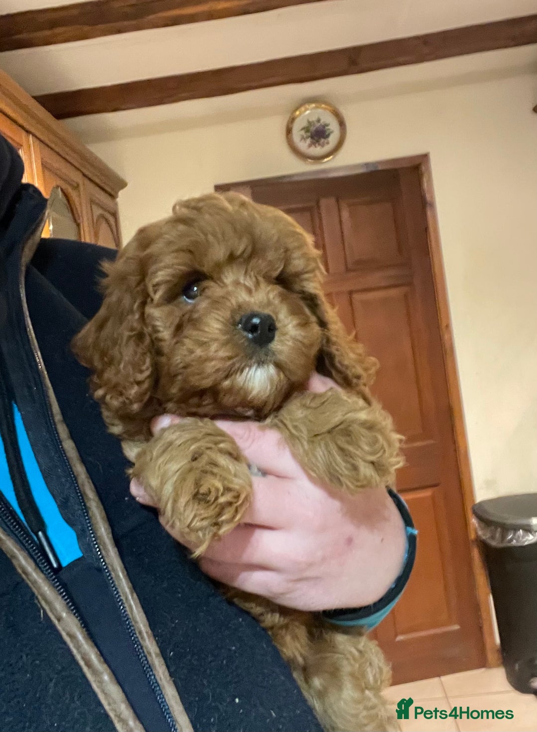 Cavapoo dogs for sale: Cavapoo girl  - Advert 3