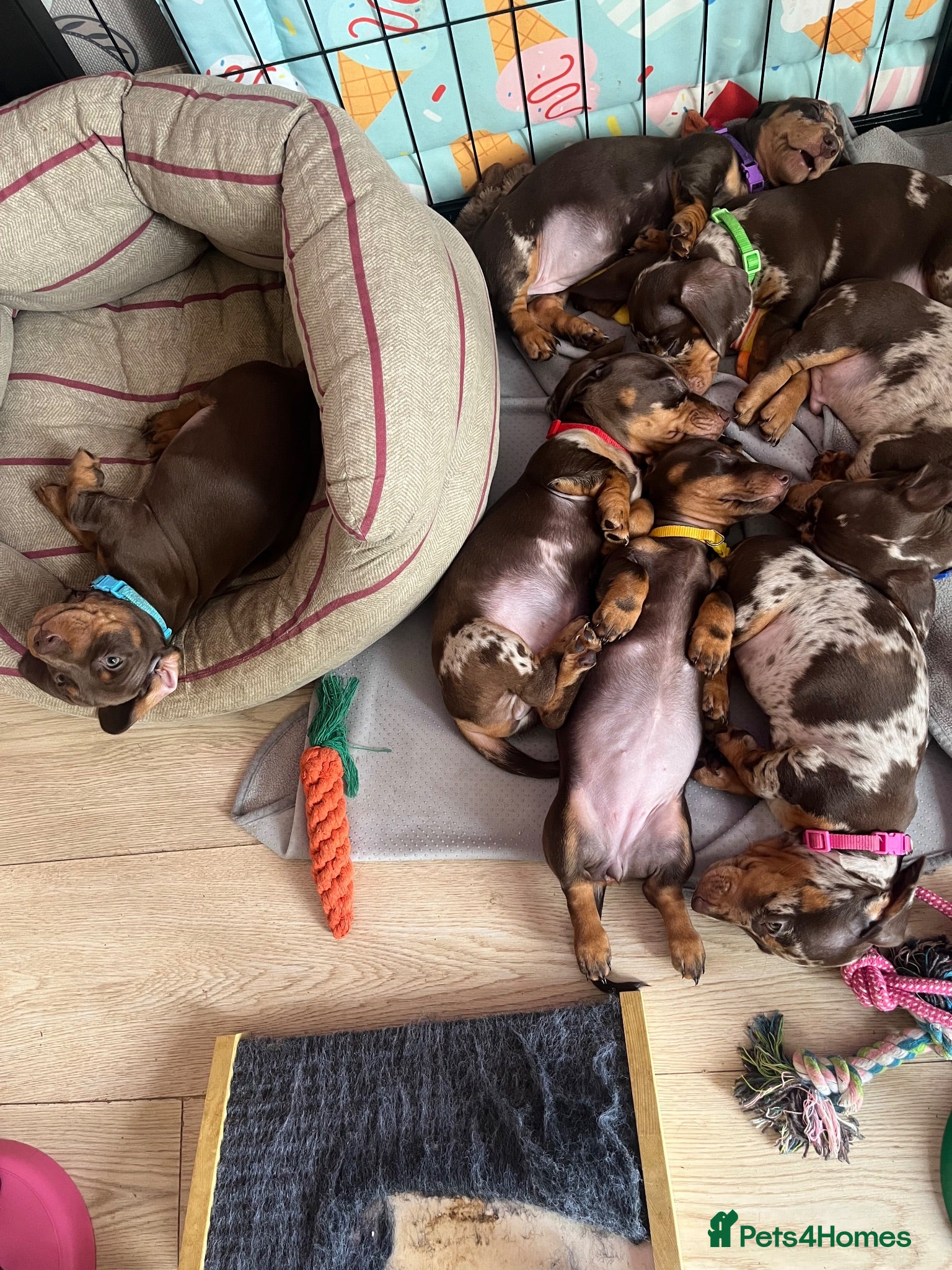 Dachshund dogs Dachshund puppies for sale  - Advert 2