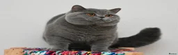 British Shorthair cats for sale: TICA CH Parents beautiful BSH boys ( November) - Advert 2