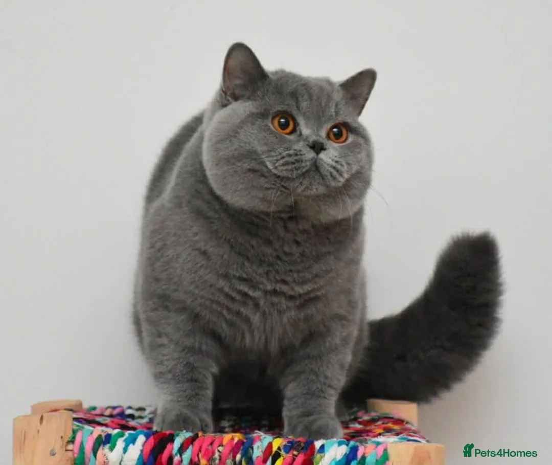 British Shorthair cats for sale: TICA CH Parents beautiful BSH boys ( November) - Advert 2
