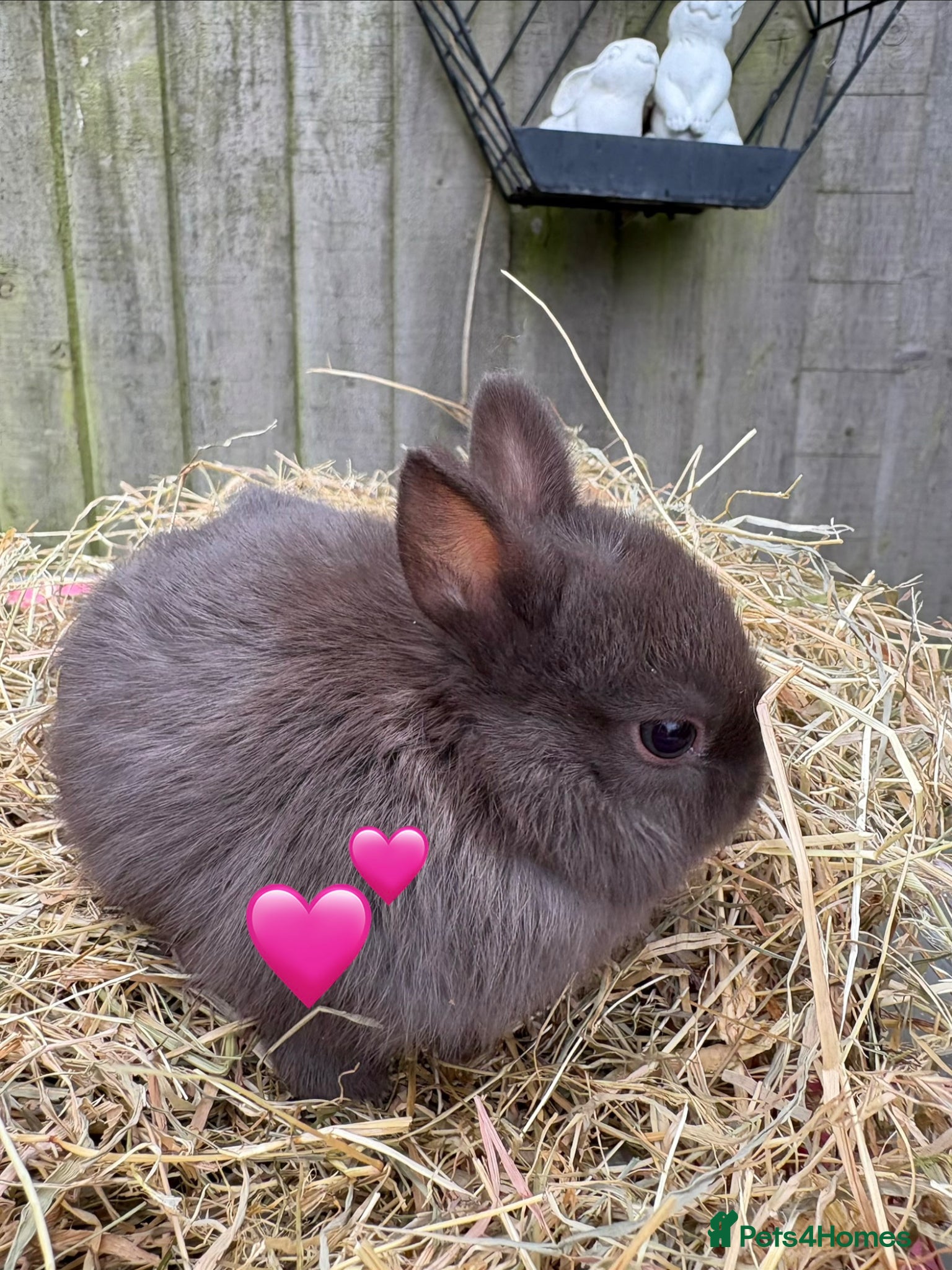 Netherland Dwarf rabbits Pure Netherland Dwarf Babies  - Advert 10