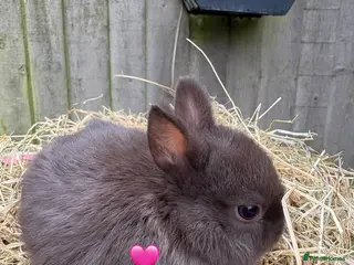 Netherland Dwarf rabbits Pure Netherland Dwarf Babies - Advert 10