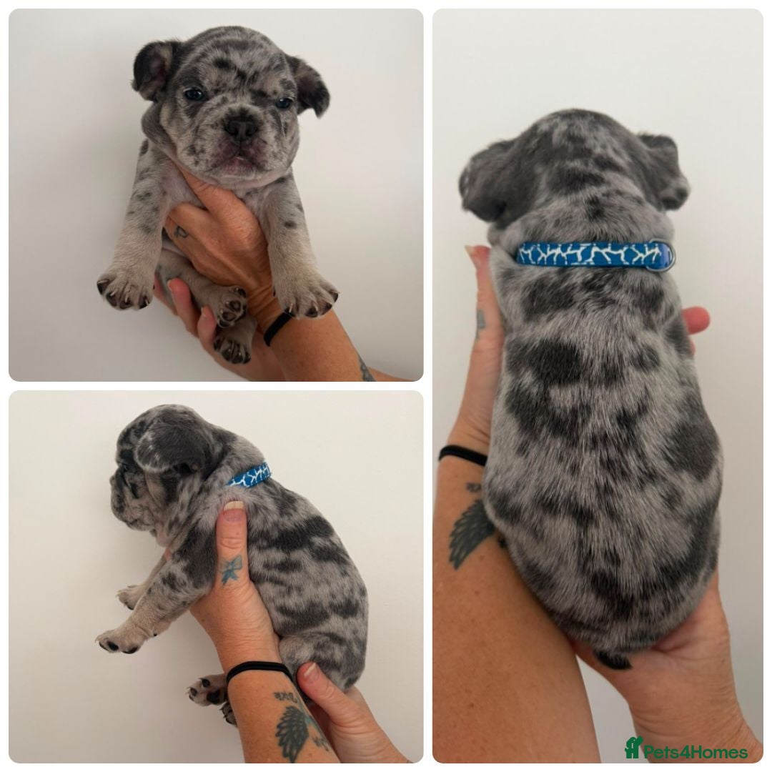 French Bulldog dogs 6 Adorable French Bulldog Puppies from £1500 - Advert 2