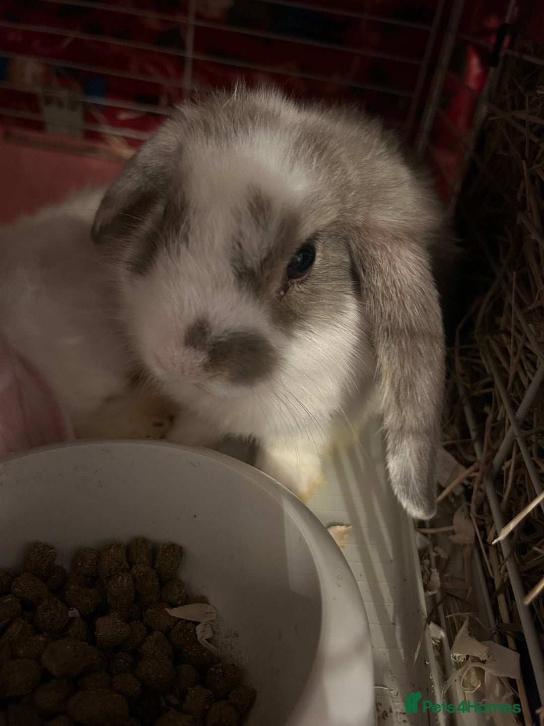 Mini Lop rabbits for sale: Gorgeous mini lop bunnies  - Advert 23