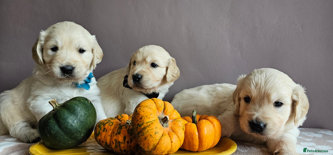 Golden Retriever dogs for sale: Outstanding Kc registered Golden Retriever babies  - Image 1